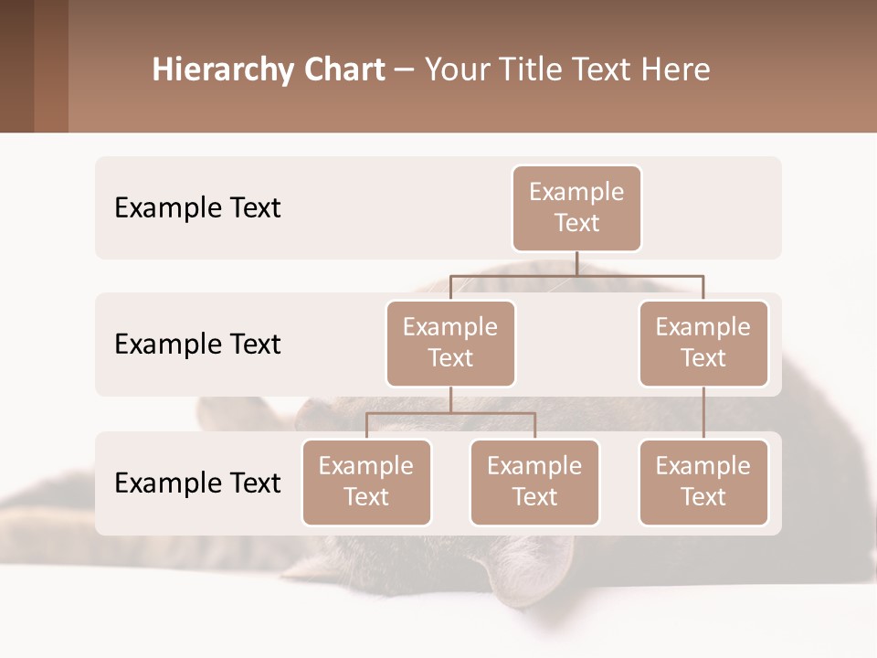 A Cat Laying On Its Back On Top Of A Table PowerPoint Template