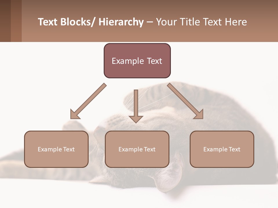 A Cat Laying On Its Back On Top Of A Table PowerPoint Template