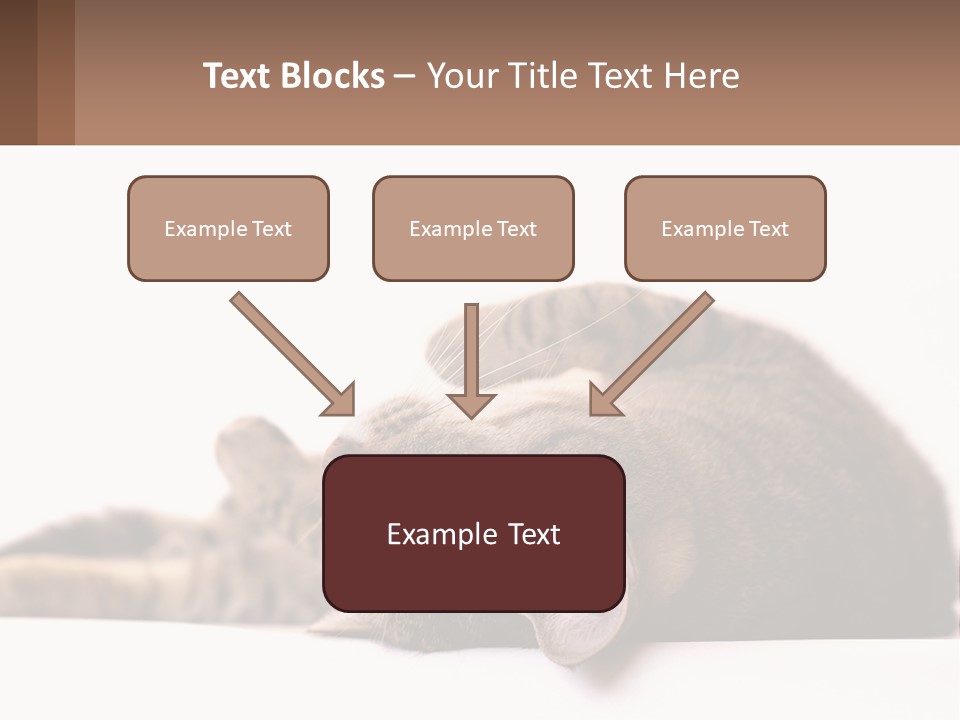 A Cat Laying On Its Back On Top Of A Table PowerPoint Template