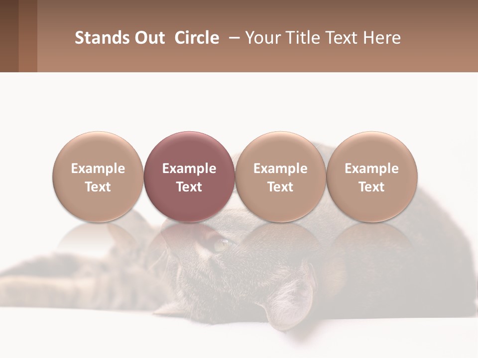 A Cat Laying On Its Back On Top Of A Table PowerPoint Template