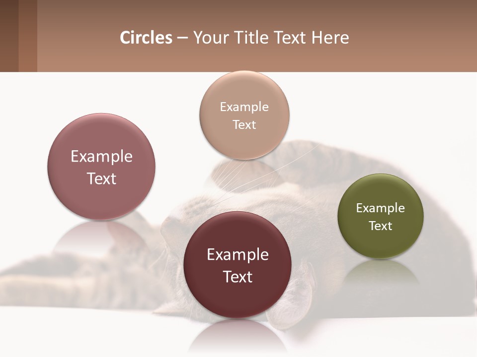 A Cat Laying On Its Back On Top Of A Table PowerPoint Template