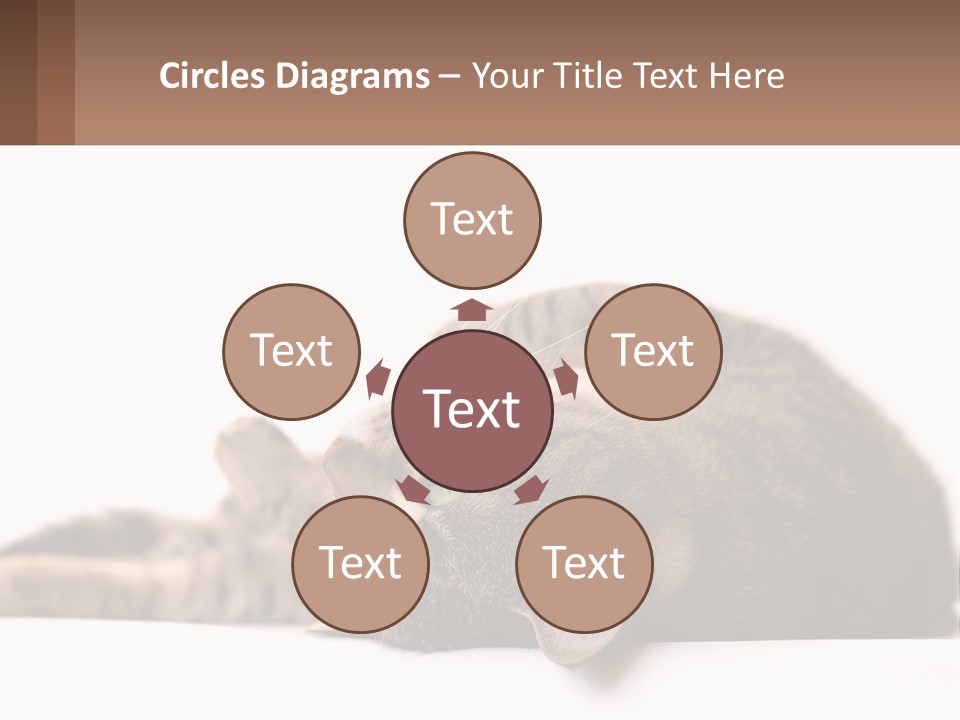 A Cat Laying On Its Back On Top Of A Table PowerPoint Template