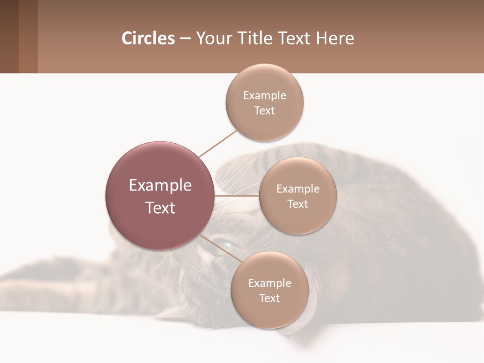 A Cat Laying On Its Back On Top Of A Table PowerPoint Template