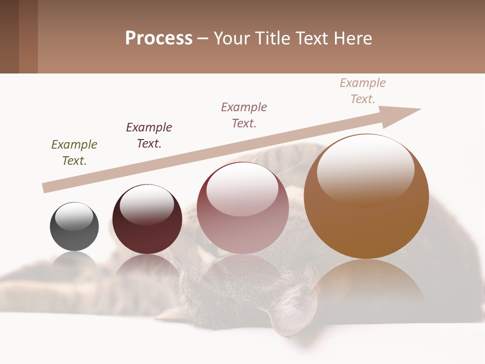 A Cat Laying On Its Back On Top Of A Table PowerPoint Template