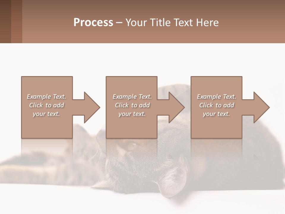A Cat Laying On Its Back On Top Of A Table PowerPoint Template