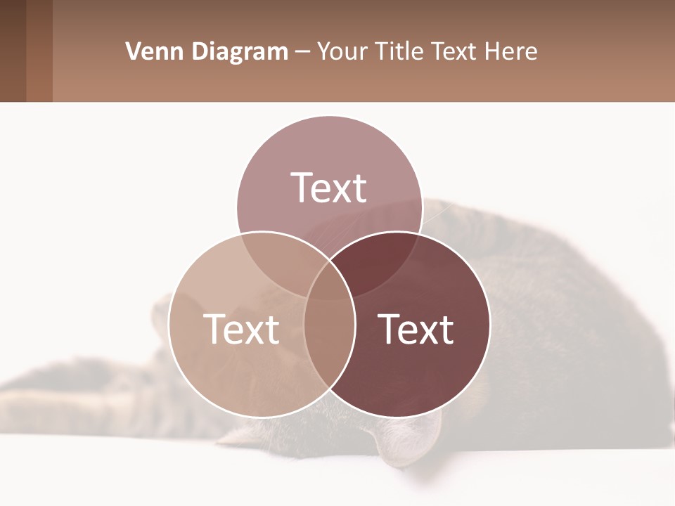 A Cat Laying On Its Back On Top Of A Table PowerPoint Template