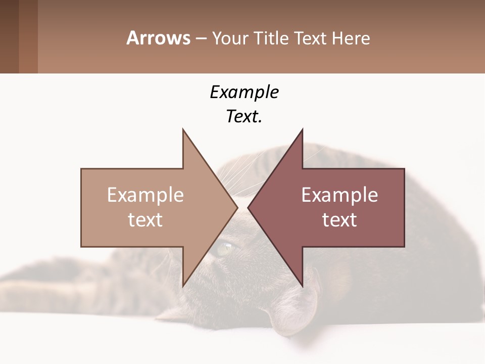 A Cat Laying On Its Back On Top Of A Table PowerPoint Template