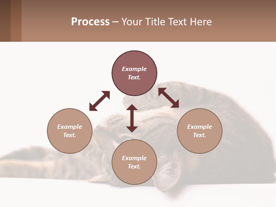A Cat Laying On Its Back On Top Of A Table PowerPoint Template