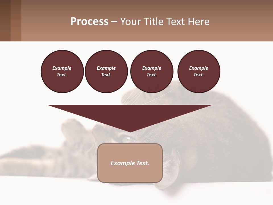 A Cat Laying On Its Back On Top Of A Table PowerPoint Template