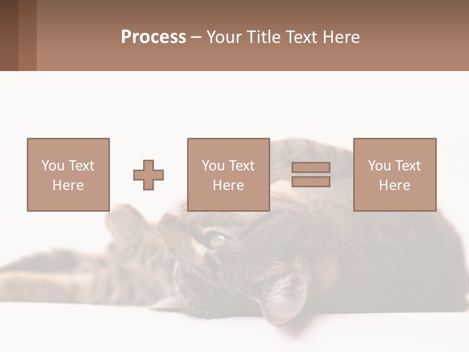 A Cat Laying On Its Back On Top Of A Table PowerPoint Template