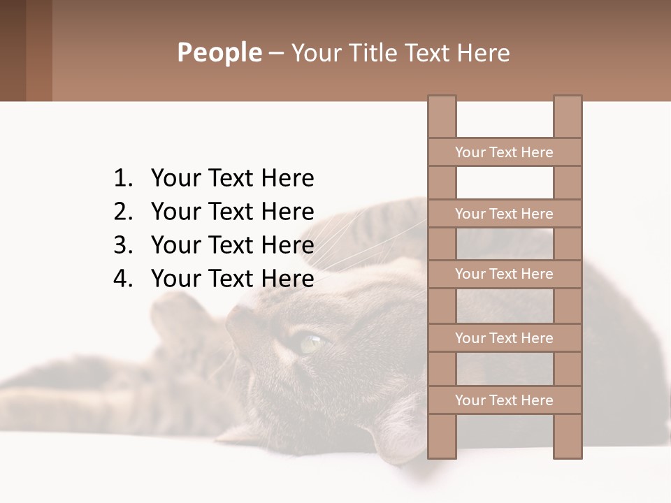 A Cat Laying On Its Back On Top Of A Table PowerPoint Template