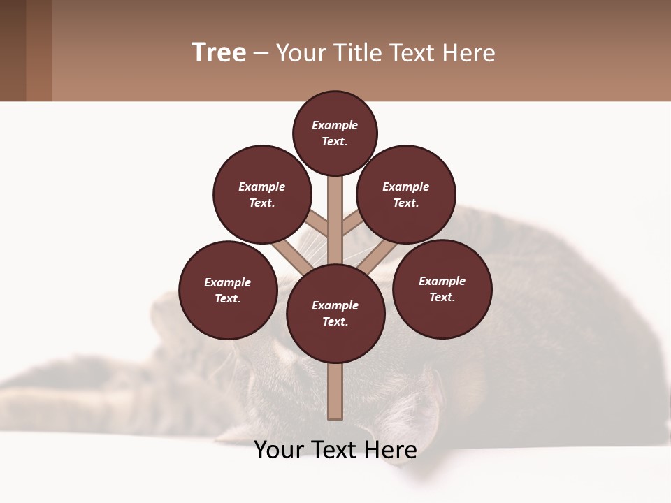 A Cat Laying On Its Back On Top Of A Table PowerPoint Template