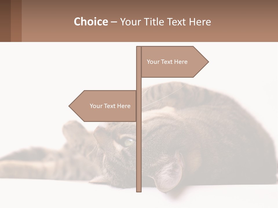 A Cat Laying On Its Back On Top Of A Table PowerPoint Template