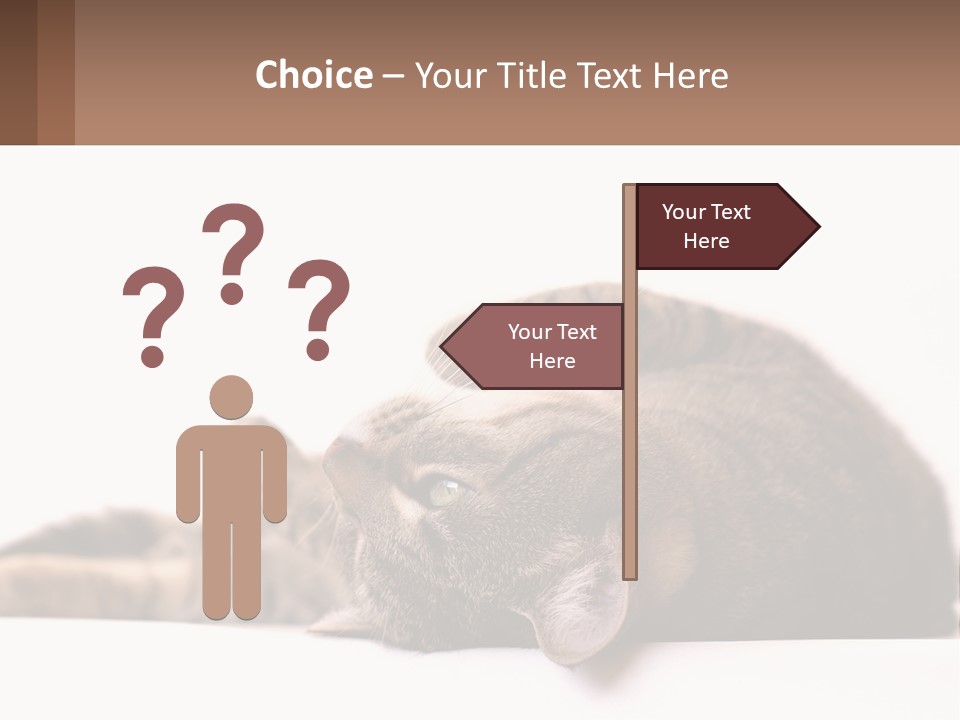 A Cat Laying On Its Back On Top Of A Table PowerPoint Template