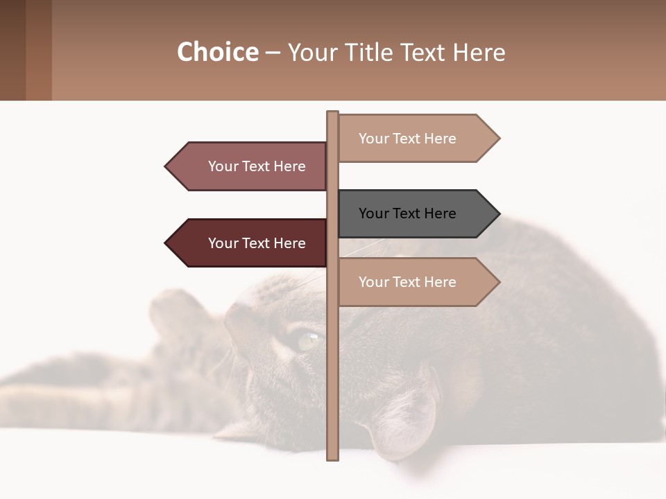 A Cat Laying On Its Back On Top Of A Table PowerPoint Template