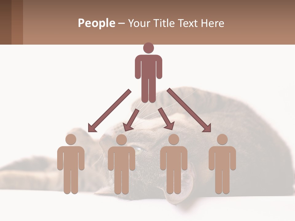 A Cat Laying On Its Back On Top Of A Table PowerPoint Template