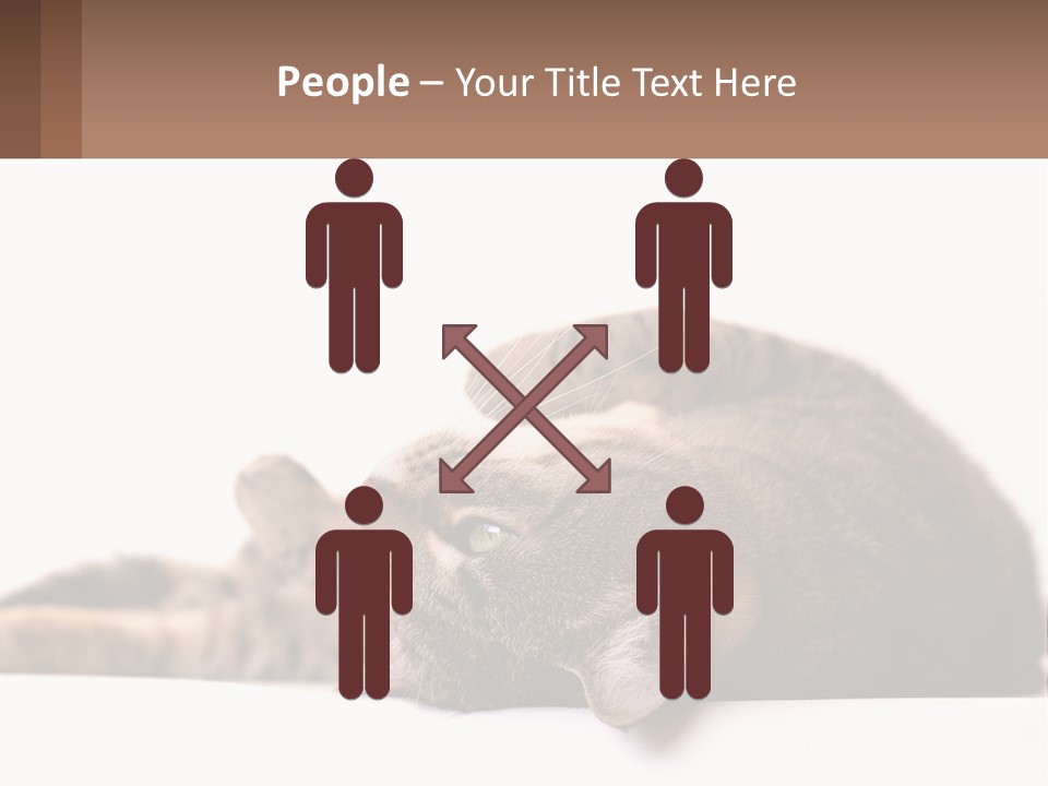 A Cat Laying On Its Back On Top Of A Table PowerPoint Template