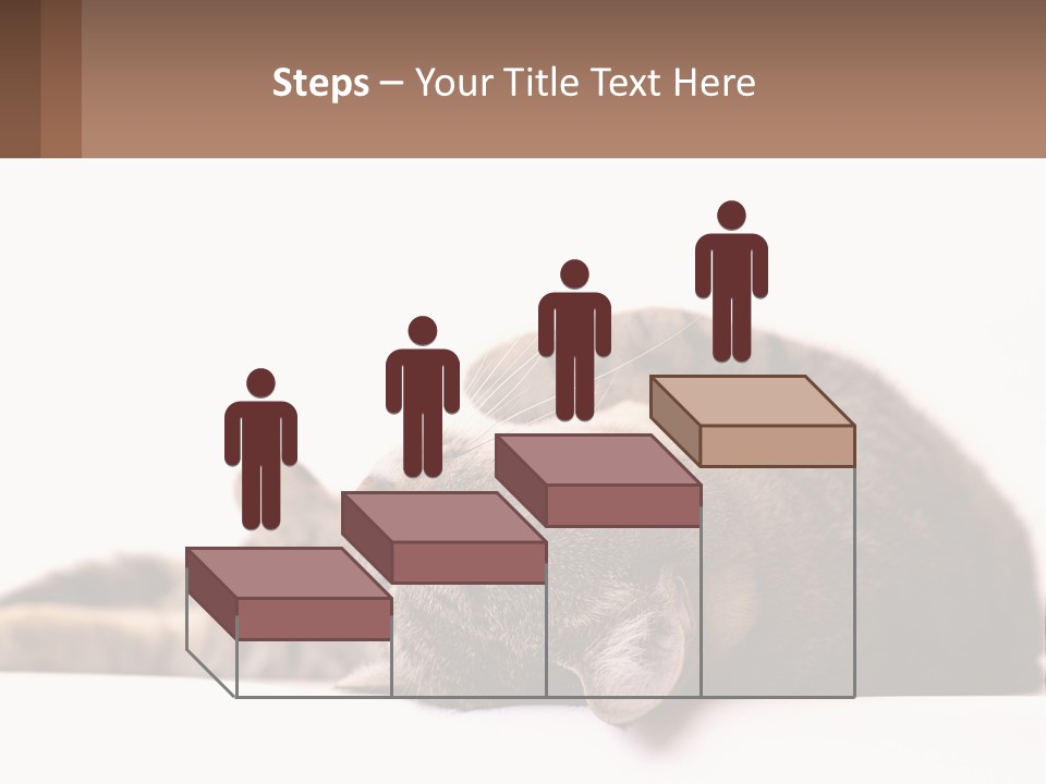 A Cat Laying On Its Back On Top Of A Table PowerPoint Template