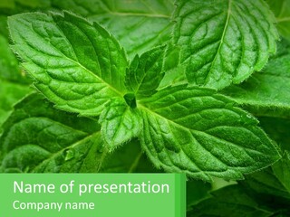 A Green Leaf Powerpoint Presentation Template PowerPoint Template