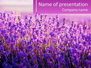 A Field Of Lavender Flowers Powerpoint Template PowerPoint Template