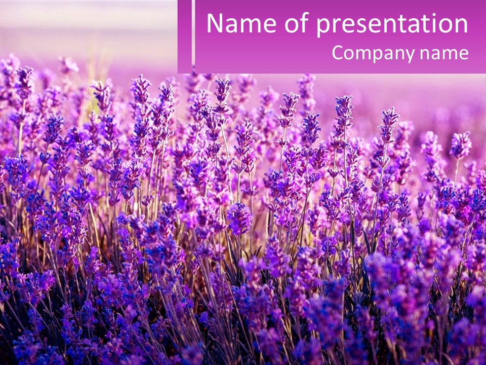A Field Of Lavender Flowers Powerpoint Template PowerPoint Template