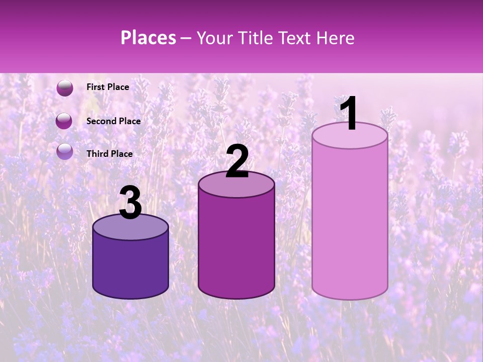 A Field Of Lavender Flowers Powerpoint Template PowerPoint Template