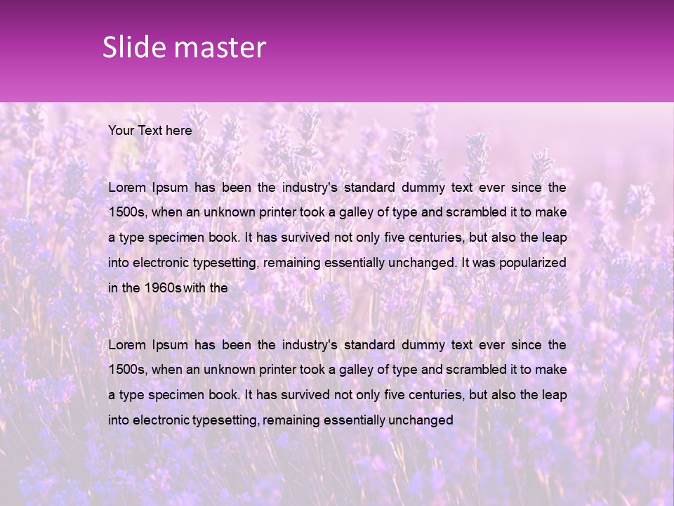 A Field Of Lavender Flowers Powerpoint Template PowerPoint Template