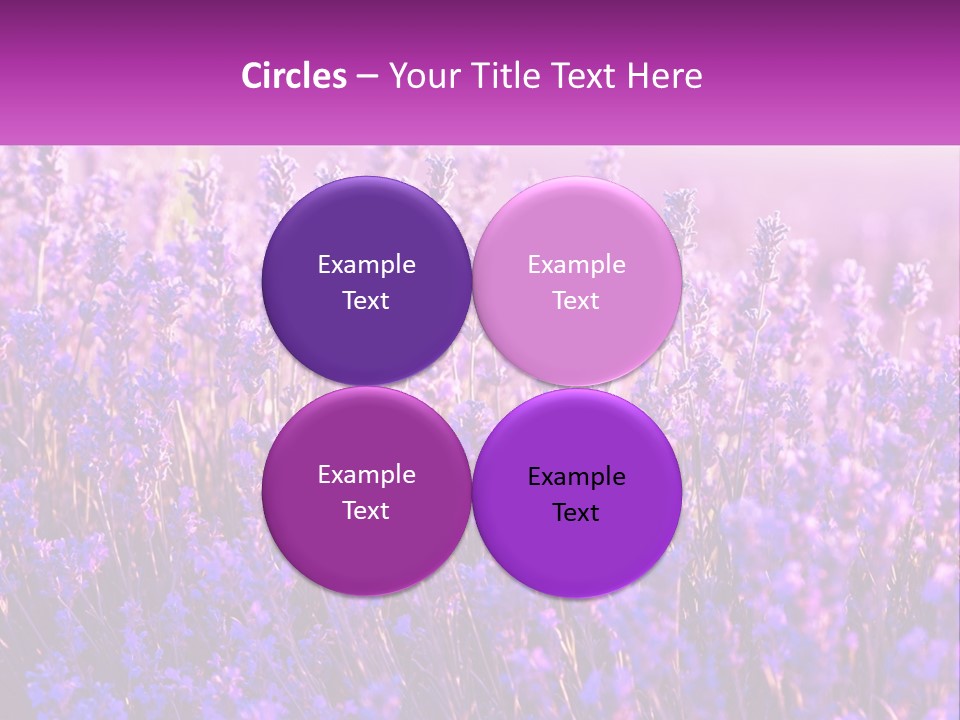 A Field Of Lavender Flowers Powerpoint Template PowerPoint Template