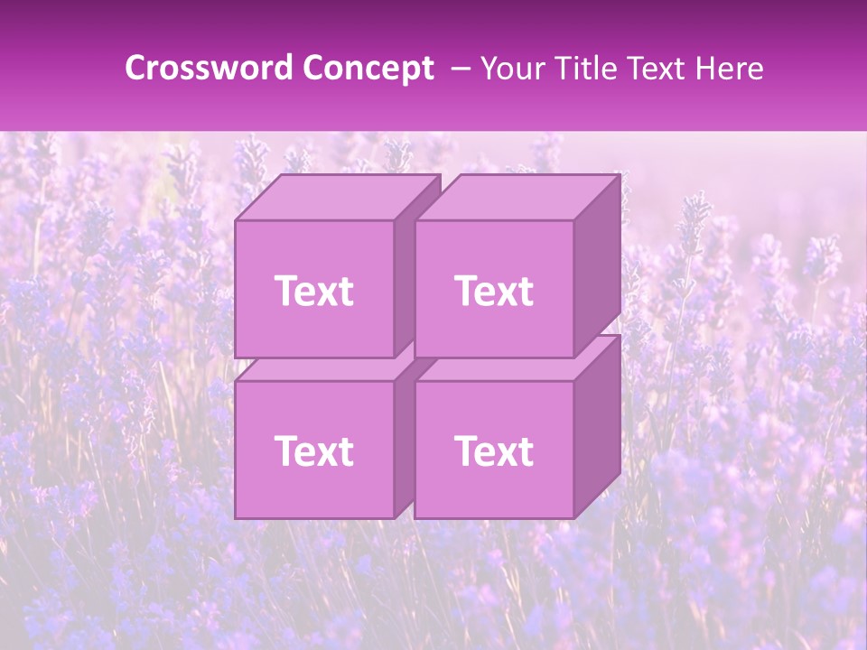 A Field Of Lavender Flowers Powerpoint Template PowerPoint Template