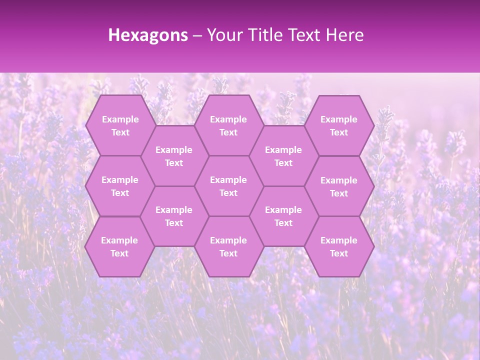 A Field Of Lavender Flowers Powerpoint Template PowerPoint Template