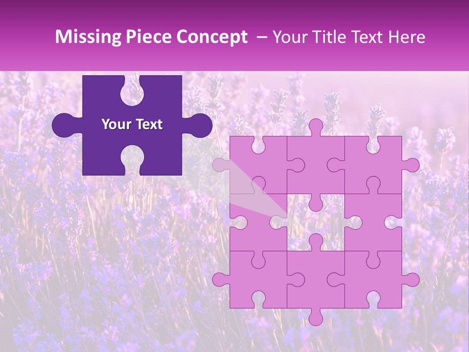 A Field Of Lavender Flowers Powerpoint Template PowerPoint Template
