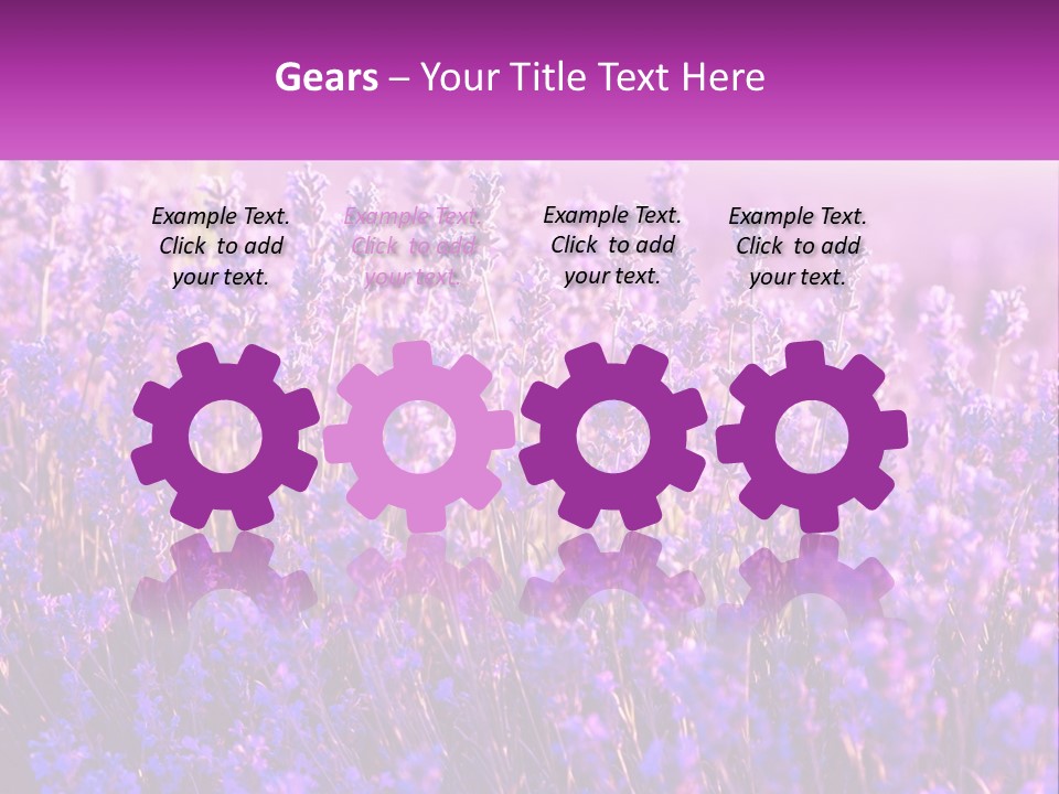 A Field Of Lavender Flowers Powerpoint Template PowerPoint Template