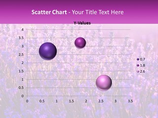 A Field Of Lavender Flowers Powerpoint Template PowerPoint Template