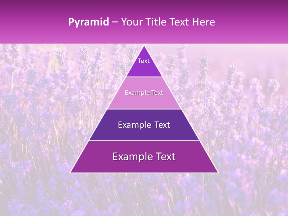 A Field Of Lavender Flowers Powerpoint Template PowerPoint Template