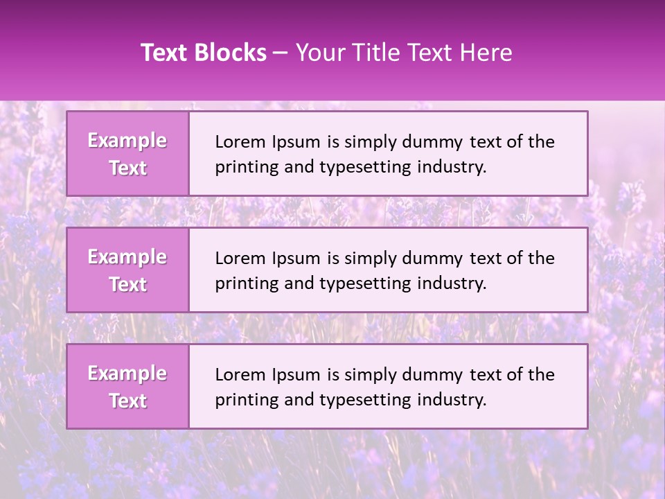A Field Of Lavender Flowers Powerpoint Template PowerPoint Template