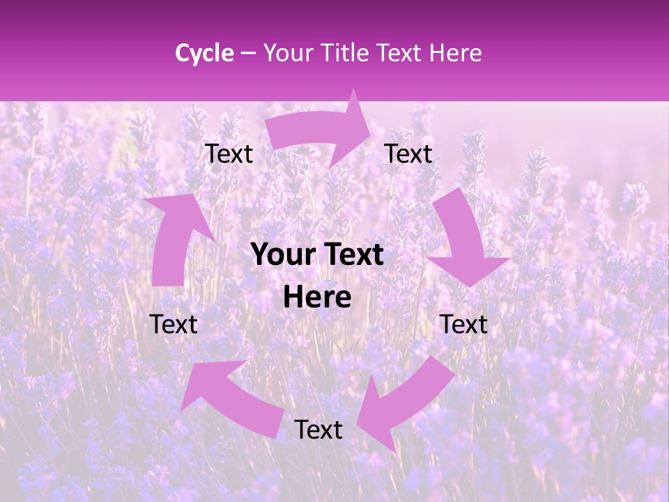 A Field Of Lavender Flowers Powerpoint Template PowerPoint Template