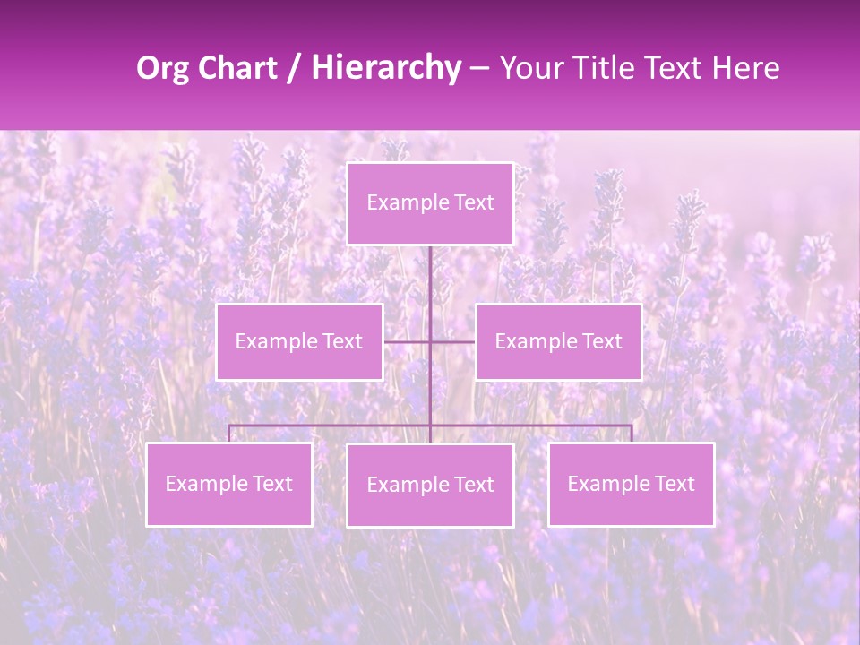 A Field Of Lavender Flowers Powerpoint Template PowerPoint Template