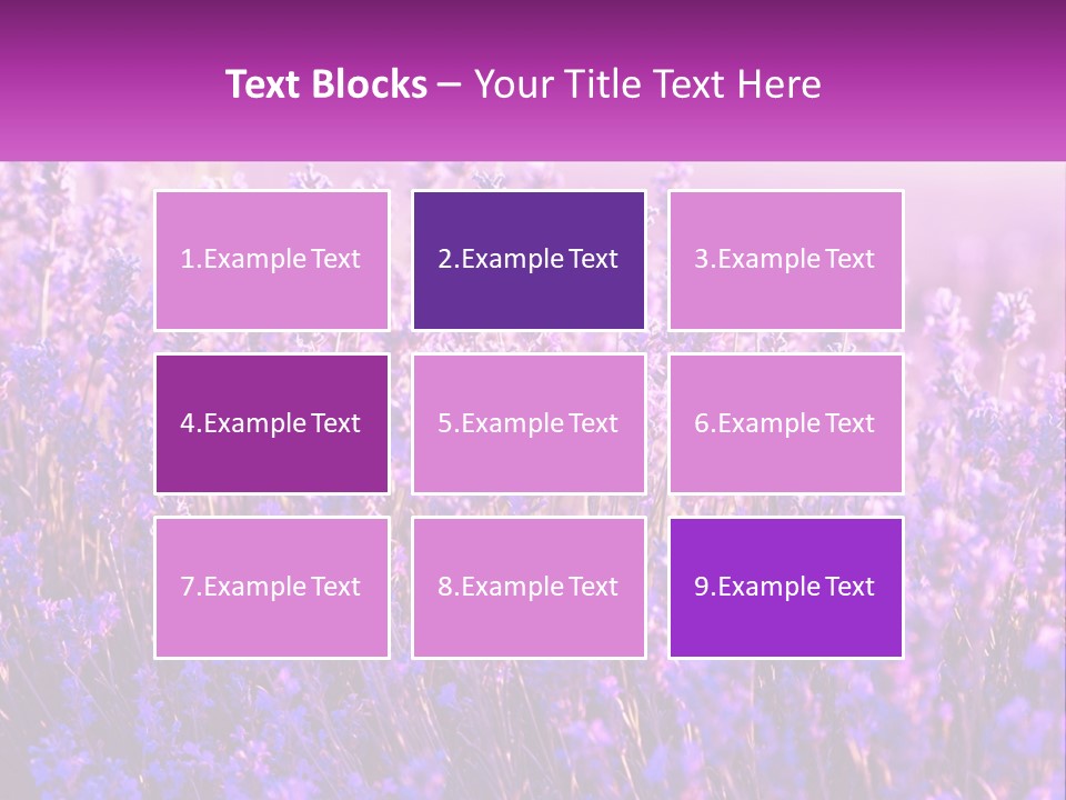 A Field Of Lavender Flowers Powerpoint Template PowerPoint Template