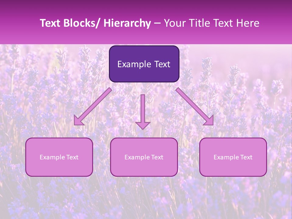 A Field Of Lavender Flowers Powerpoint Template PowerPoint Template
