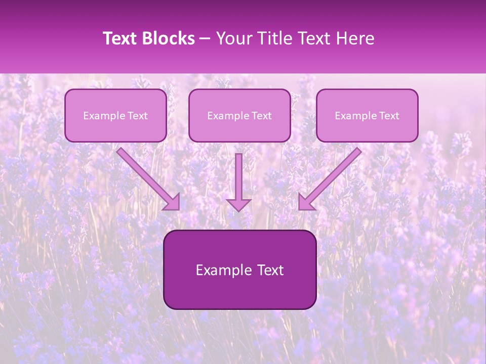 A Field Of Lavender Flowers Powerpoint Template PowerPoint Template