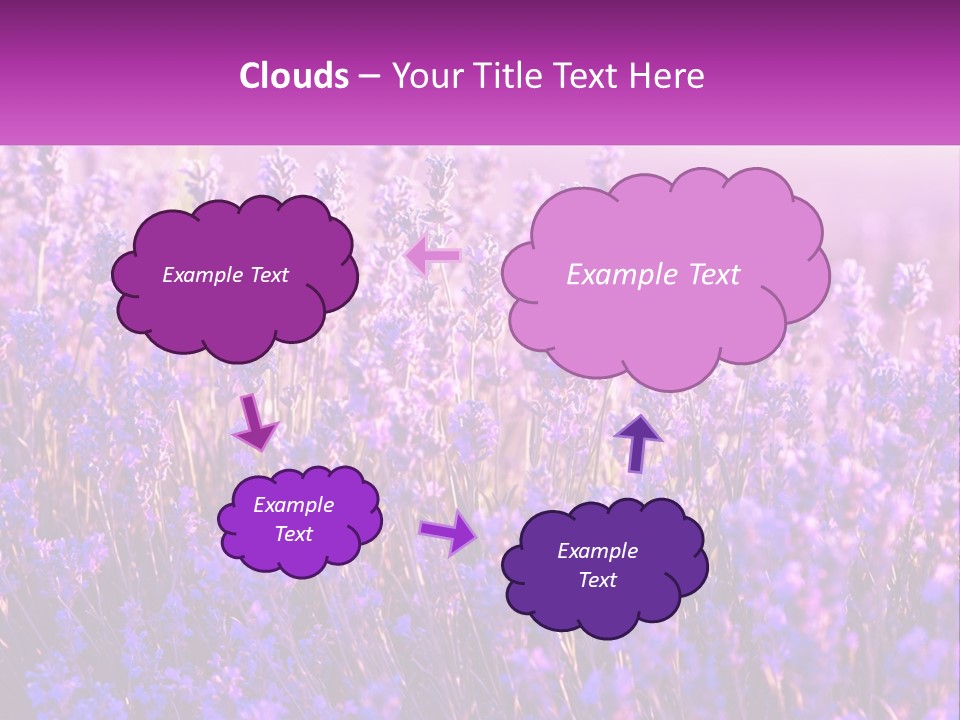 A Field Of Lavender Flowers Powerpoint Template PowerPoint Template