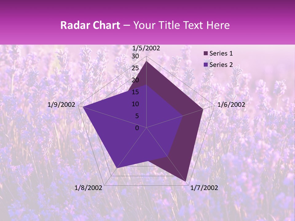 A Field Of Lavender Flowers Powerpoint Template PowerPoint Template