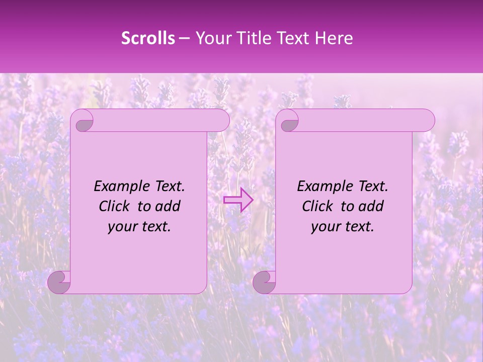 A Field Of Lavender Flowers Powerpoint Template PowerPoint Template