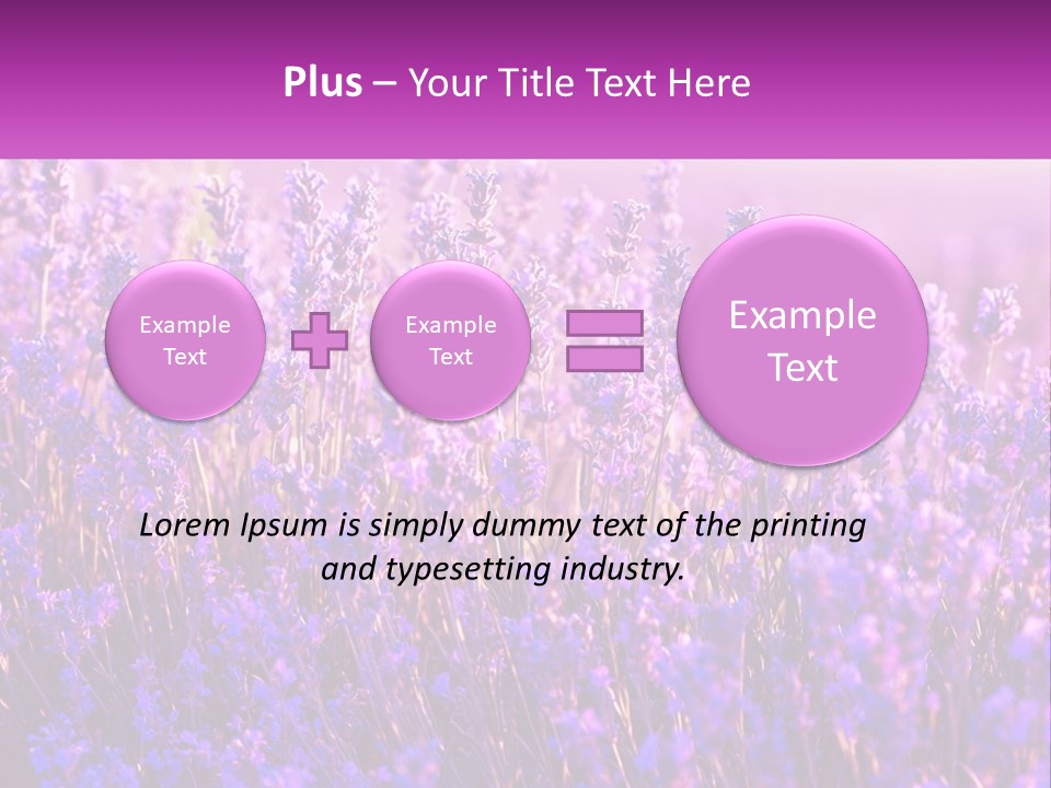 A Field Of Lavender Flowers Powerpoint Template PowerPoint Template