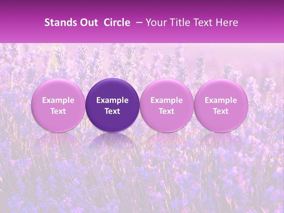 A Field Of Lavender Flowers Powerpoint Template PowerPoint Template