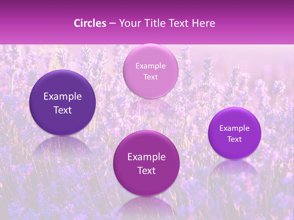 A Field Of Lavender Flowers Powerpoint Template PowerPoint Template