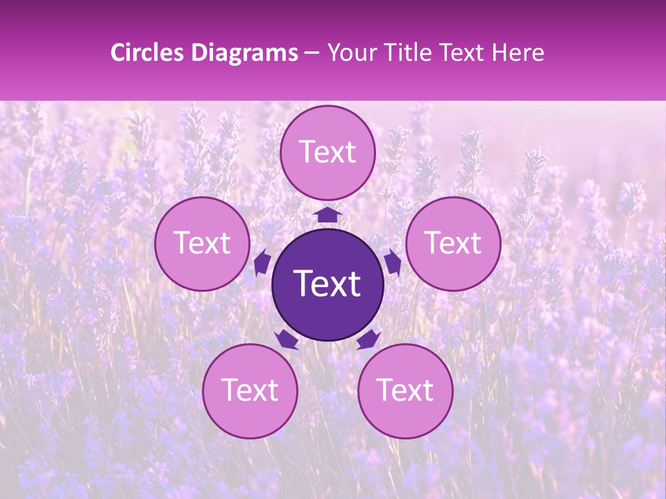 A Field Of Lavender Flowers Powerpoint Template PowerPoint Template