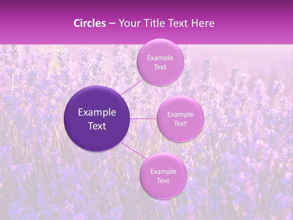 A Field Of Lavender Flowers Powerpoint Template PowerPoint Template