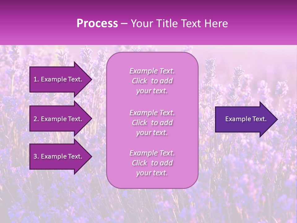 A Field Of Lavender Flowers Powerpoint Template PowerPoint Template