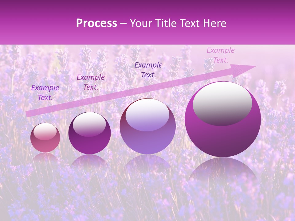 A Field Of Lavender Flowers Powerpoint Template PowerPoint Template